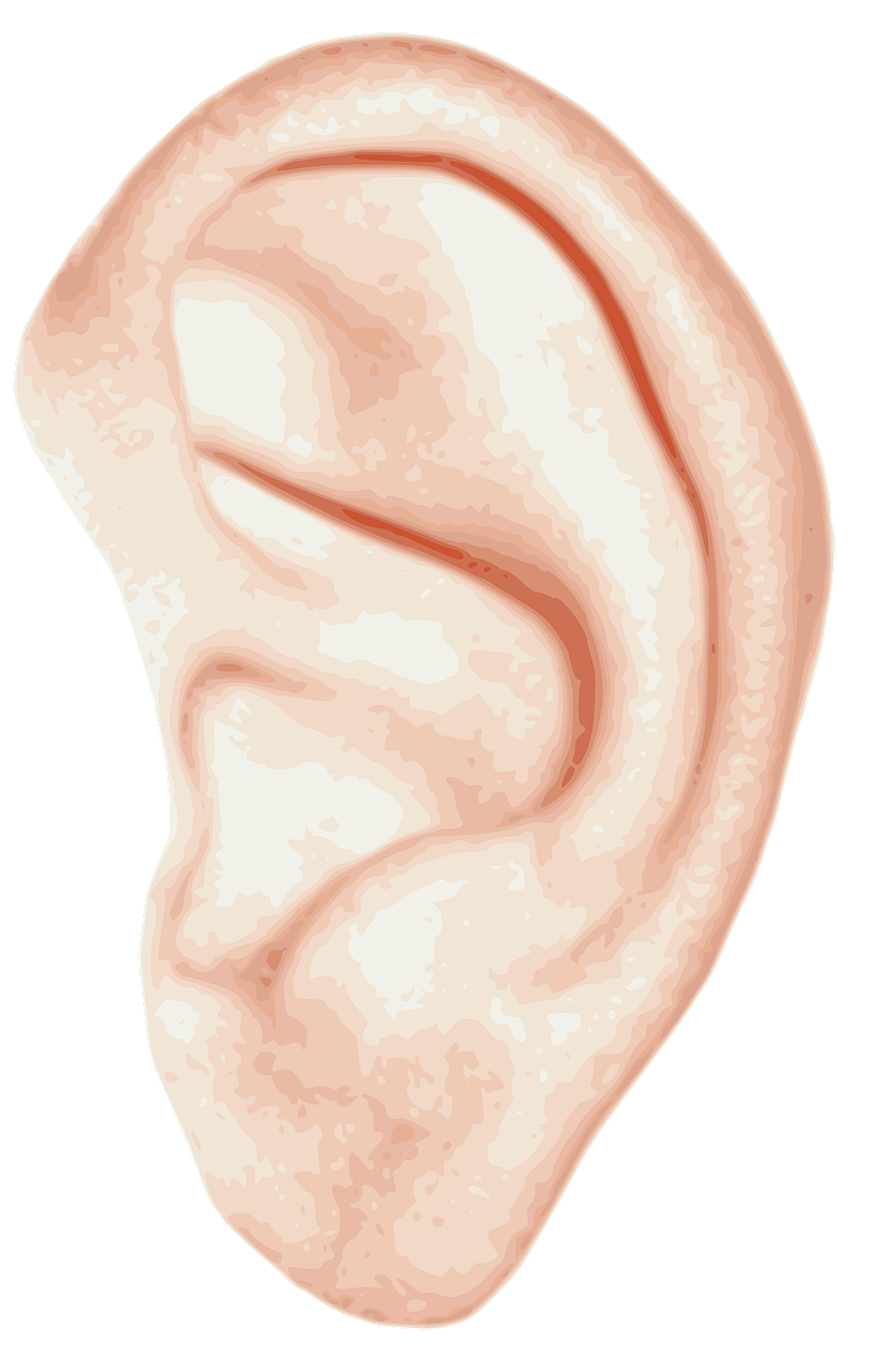 Formation en réflexologie auriculaire. Institut terres des phénix